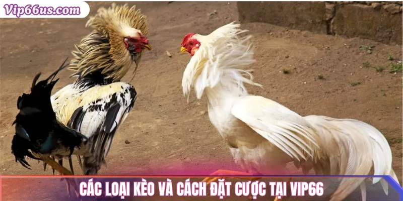 Đá Gà Vip66: Trải Nghiệm Cá Cược Gà Đỉnh Cao 2025 2 Các loại kèo và cách đặt cược tại Vip66