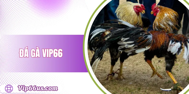 Đá Gà Vip66: Trải Nghiệm Cá Cược Gà Đỉnh Cao 2025 1 Đá Gà Vip66