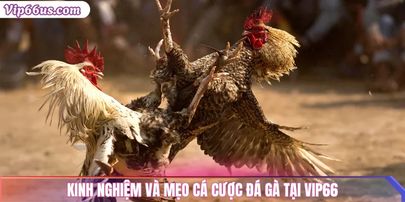 Đá Gà Vip66: Trải Nghiệm Cá Cược Gà Đỉnh Cao 2025 3 Kinh nghiệm và mẹo cá cược đá gà tại Vip66
